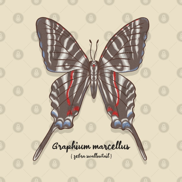 Zebra Swallowtail by Sepheria