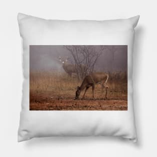 Buck eyes doe - White-tailed Deer Pillow