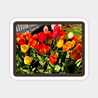 Tulips Magnet