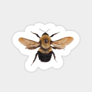 Abeja Magnet