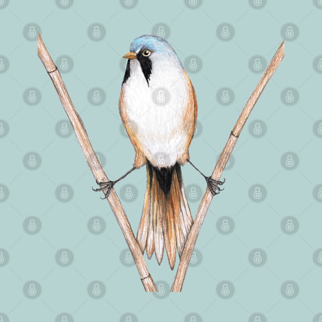 Bearded reedling pencil drawing by Bwiselizzy