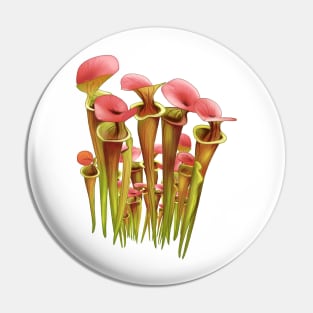 Gardening Sarracenia Pitcher plant Carnivorous plant Pin