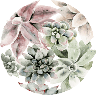 Circular Succulents Magnet