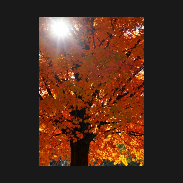 Vertical Autumn Orange Maple Tree by 1Redbublppasswo