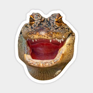 Happy Gator Magnet