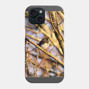 Dark-eyed Junco Perched In a Tree Phone Case