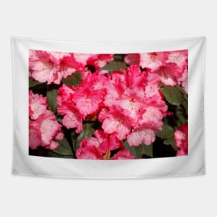 Pink Rhododendron Flower, Close-Up, Germany Tapestry