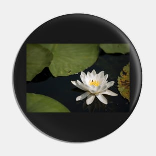 Beautiful white waterlily in the Danube Delta, Romania, on summer day Pin
