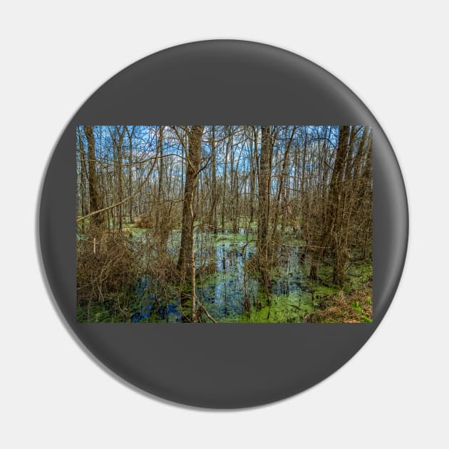 Swamp in Southeastern Georgia Pin by Gestalt Imagery