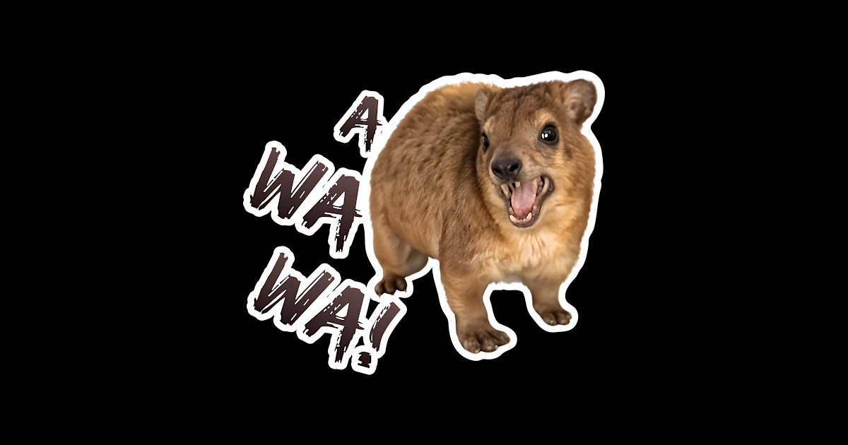 Awawa! Angry Screaming Hyrax Meme - Cute & Funny - Hyrax - Magnet ...