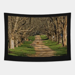 The Long Driveway in Winter Tapestry