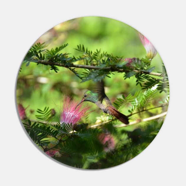 Colibri / Swiss Artwork Photography Pin by RaphaelWolf