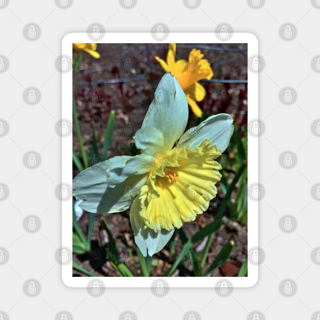 Daffodil  - Early Spring Blooms Magnet by Ric1926