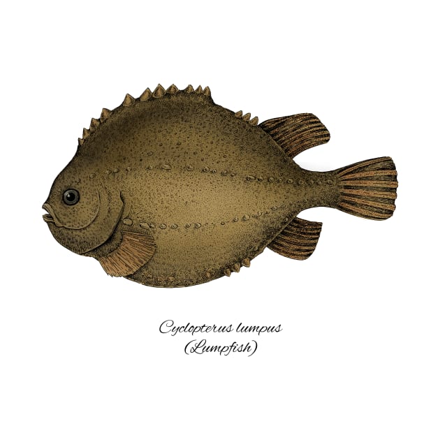 Cyclopterus lumpus by eugeniahauss