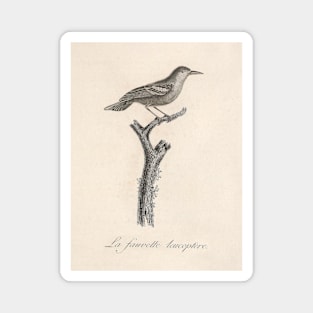 The Leucopteran Warbler Magnet