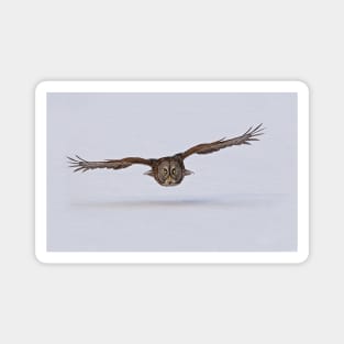 Great Gray Owl in Flight - Ottawa, Ontario Magnet