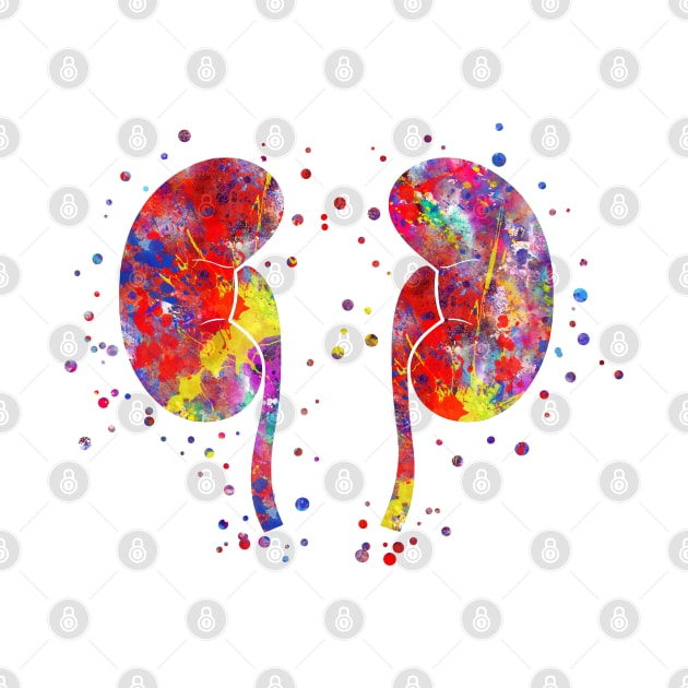 The kidneys anatomy by RosaliArt