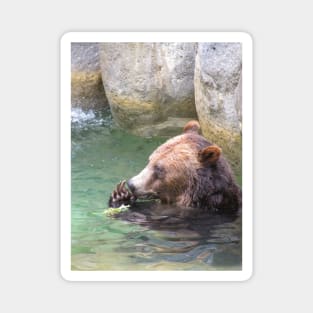 Bear Playing In Water Magnet