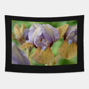 Iris  &#39;Hocus Pocus&#39;  Standard Dwarf Bearded iris Tapestry