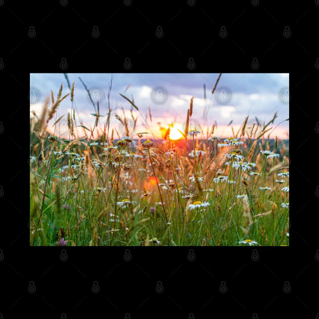 Wildflowers at Sunset by ShootFirstNYC