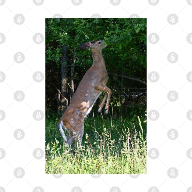 Foraging for food - White-tailed deer by Jim Cumming