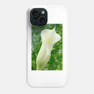 Zantedeschia  'Black Eyed Beauty'  Arum lily Phone Case