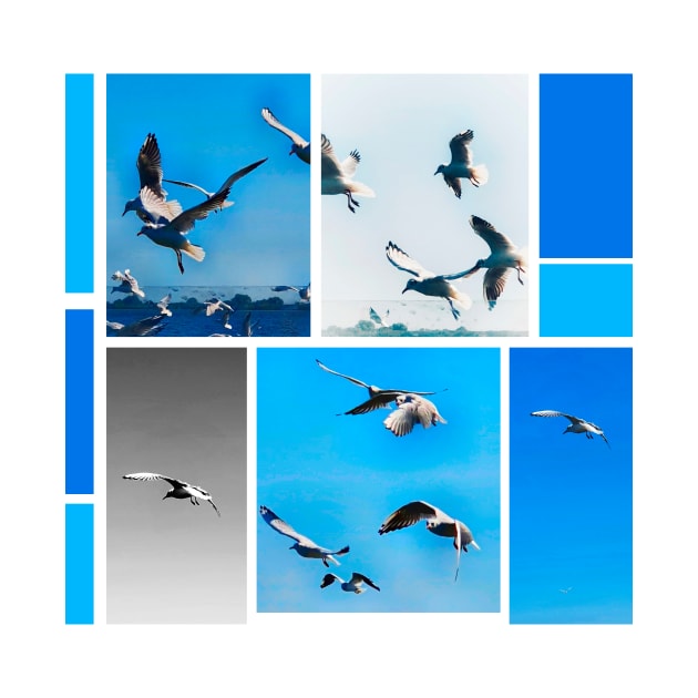 Seagulls compilation by Chander