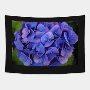 Blue hydrangea Tapestry