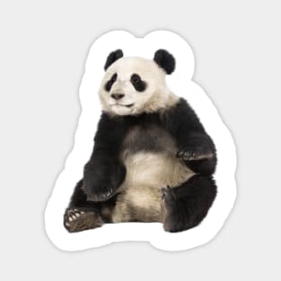 Giant Panda Magnet