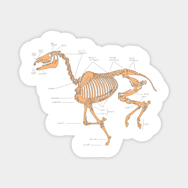 Skeleton horse anatomical sketch (tan) Magnet by RavenRarities