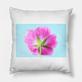 Geranium  &#39;Elke&#39;  Cranesbill Pillow