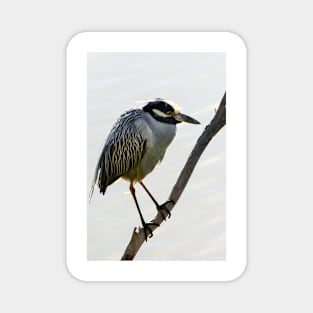 Yellow-crowned Night Heron Resting On A Branch Magnet