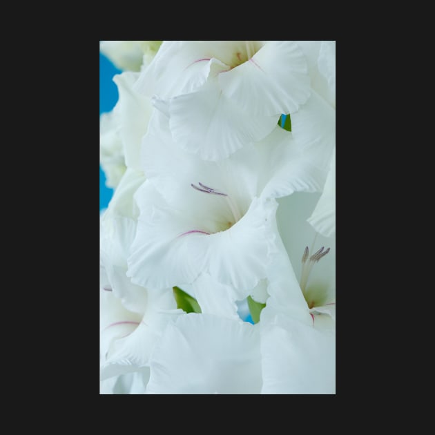 Gladiolus  'White Friendship' by chrisburrows