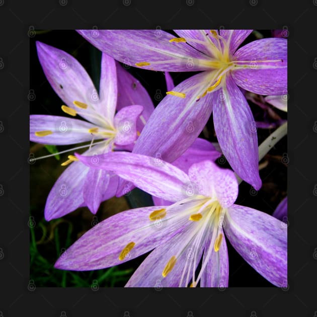 Saffron Crocus Flowers Photography by Heatherian