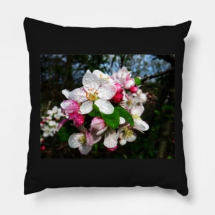 Dew Sprinkled Crabapple Blossoms Pillow