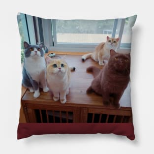 the cute cats team Pillow