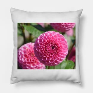 Pink Dahlias Pillow