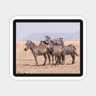 Serengeti Zebras #4 Magnet