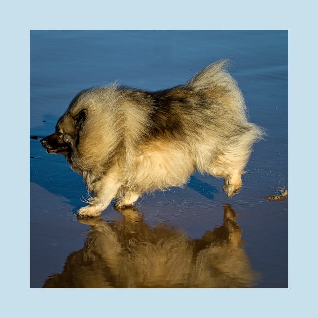 Happy Keeshond by Violaman