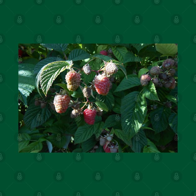 Raspberry Close Up Nature Photography Pacific Northwest by starcraft542