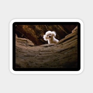 Vintage Silence Of The Lambs - Cute Poodle Dog Magnet