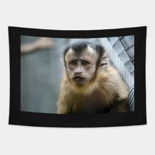 Capuchin Monkey Tapestry