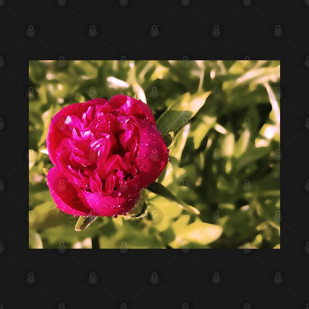 Peony blossom with raindrops, flower photography by KINKDesign