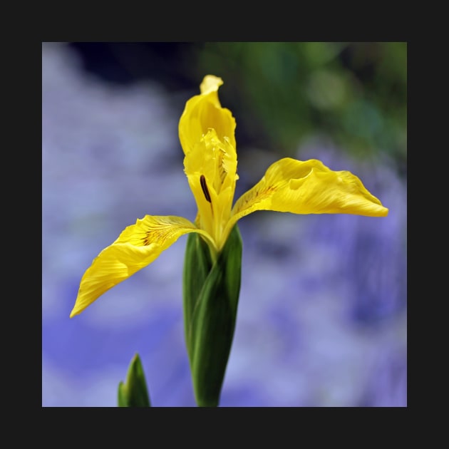 Yellow Iris by gracethescene