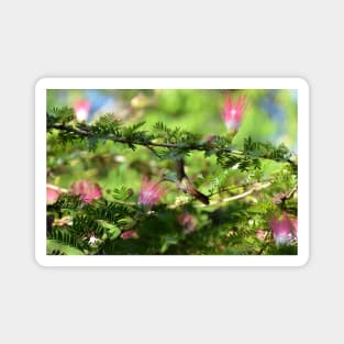 Colibri / Swiss Artwork Photography Magnet