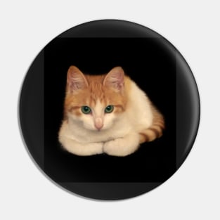 Portrait of domestic red kitten Pin