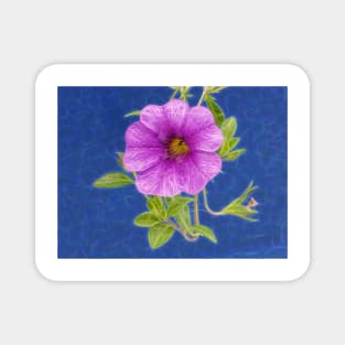 Rabat Morocco for this purple morning glory bloom Magnet