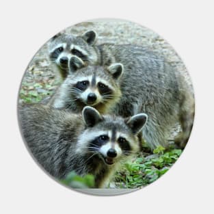 Three Raccoon Pin