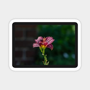 Day Lily Portrait Magnet