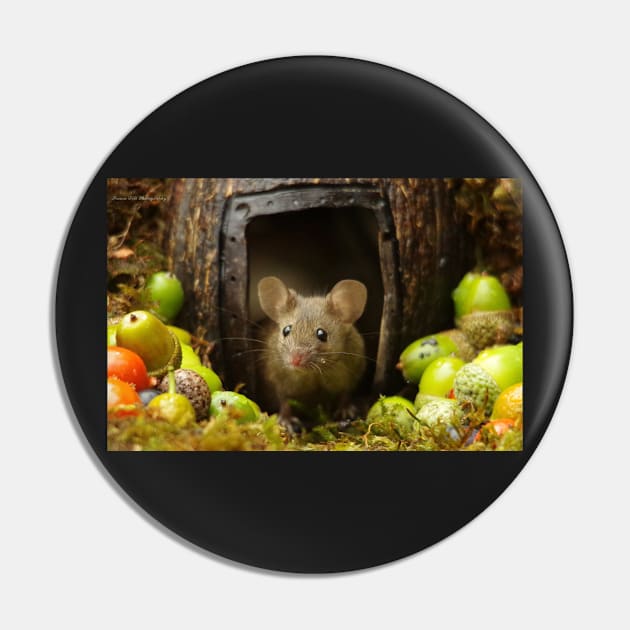 Wild  cute garden mouse Pin by Simon-dell